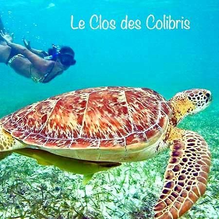 Lodge Colibris Piscine Privee Vue Panoramique Mer Et Montagne Pelee , 500 M Plage Dans Un Parc , Calme Assure Ideal Pour Decouvrir Le Nord Caraibes Le Carbet Exterior foto